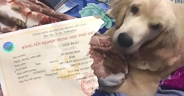 Chính sách bảo hành bằng cấp 3